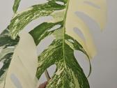 Monstera Albo karpinys - nuotraukos Nr. 7