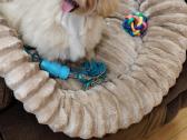 Mini maltipoo