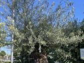 Olea Europaen XXL medis