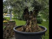 Olea Europaen XXL medis - nuotraukos Nr. 2