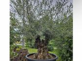 Olea Europaen XXL medis - nuotraukos Nr. 3