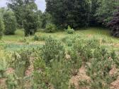 Kalninės pušelės vazonuose (1m - 1.9m be vazono) - nuotraukos Nr. 3