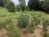 Kalninės pušelės vazonuose (1m - 1.9m be vazono) - nuotraukos Nr. 4