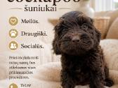 Cockapoo