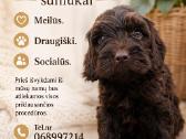 Cockapoo - nuotraukos Nr. 2