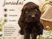 Cockapoo - nuotraukos Nr. 3