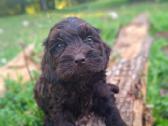 Cockapoo - nuotraukos Nr. 4