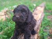 Cockapoo - nuotraukos Nr. 5
