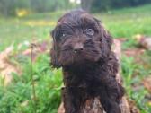 Cockapoo - nuotraukos Nr. 7