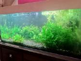 Parduodu akvariuma - nuotraukos Nr. 5