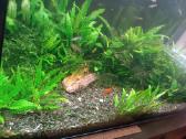 Parduodu akvariuma - nuotraukos Nr. 6