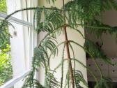 Araukarija (Araucaria heterophylla) 140 cm - nuotraukos Nr. 3