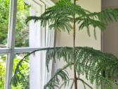 Araukarija (Araucaria heterophylla) 140 cm