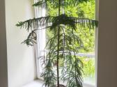 Araukarija (Araucaria heterophylla) 140 cm - nuotraukos Nr. 2