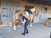 4m kastratas