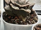 Parduodu haworthia picta hibrid, sukulentas - nuotraukos Nr. 4