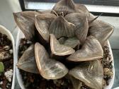 Parduodu haworthia picta hibrid, sukulentas - nuotraukos Nr. 3