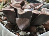 Parduodu haworthia hibrid, sukulentas - nuotraukos Nr. 3