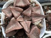 Parduodu haworthia hibrid, sukulentas - nuotraukos Nr. 2