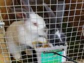 Triušiai mėsai ar auginimui