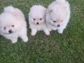 Mini pomeranijos spicai - nuotraukos Nr. 2