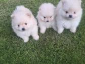 Mini pomeranijos spicai - nuotraukos Nr. 3