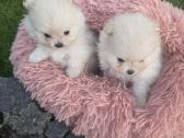 Mini pomeranijos spicai - nuotraukos Nr. 4
