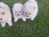 Mini pomeranijos spicai - nuotraukos Nr. 5