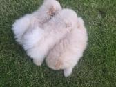 Mini pomeranijos spicai - nuotraukos Nr. 6