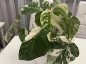 Monstera Deliciosa Albo Variegata