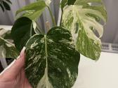 Monstera Deliciosa Albo Variegata - nuotraukos Nr. 2