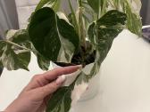 Monstera Deliciosa Albo Variegata - nuotraukos Nr. 3