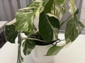 Monstera Deliciosa Albo Variegata - nuotraukos Nr. 4