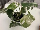 Monstera Deliciosa Albo Variegata - nuotraukos Nr. 5