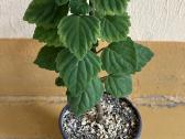 Plectranthus ernstii bonsas