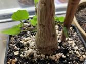 Plectranthus ernstii bonsas - nuotraukos Nr. 4