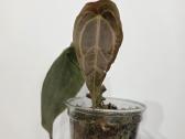 Anthurium Forgetii Hybrid