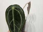 Anthurium Forgetii Hybrid - nuotraukos Nr. 2