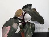 Philodendron Pink Princess ir Anthurium