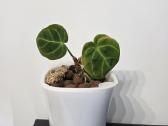 Philodendron Pink Princess ir Anthurium - nuotraukos Nr. 2