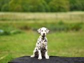 Dalmatinai - nuotraukos Nr. 2