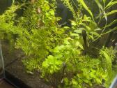 Aquael 50 litru akvariumas