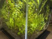 Aquael 50 litru akvariumas - nuotraukos Nr. 3