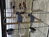 Parduodu Kramerio papūgas