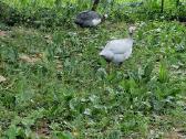 Pentardos porelėmis - nuotraukos Nr. 2