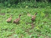 Chaki campbel ančiukai, antys ,kiaušiniai. - nuotraukos Nr. 2