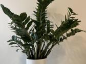 Sveikas, didelis zamiokulkas 94 cm (Pinigų medis)