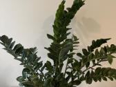 Sveikas, didelis zamiokulkas 94 cm (Pinigų medis) - nuotraukos Nr. 2