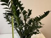 Sveikas, didelis zamiokulkas 94 cm (Pinigų medis) - nuotraukos Nr. 3
