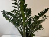 Sveikas, didelis zamiokulkas 94 cm (Pinigų medis) - nuotraukos Nr. 4